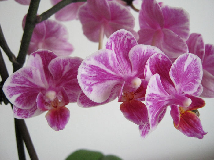 IMG_9944 - Florile mele 1