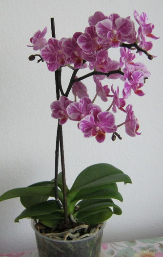 IMG_9947 - Florile mele 1