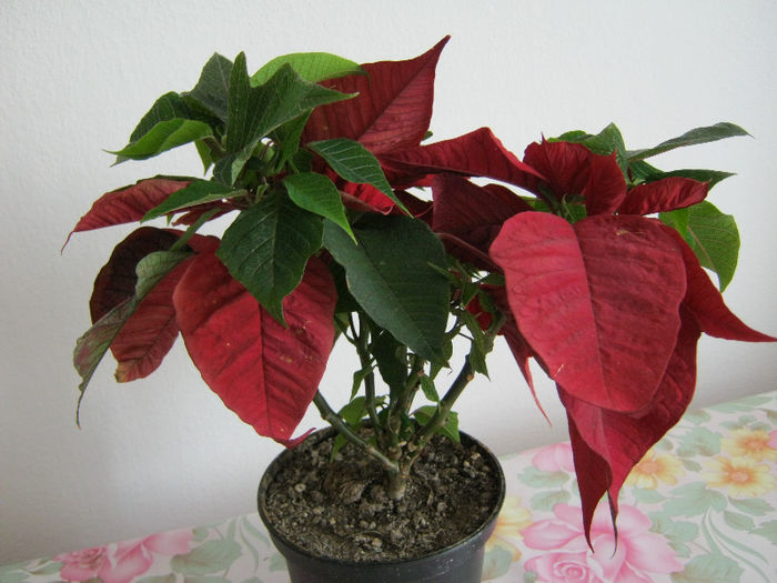 IMG_9949 - Florile mele 1