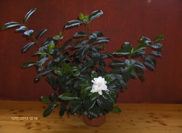 Gardenia 001