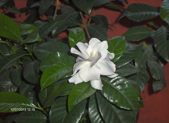 Gardenia 002 - Gardenia mea de anul trecut a reinflorit