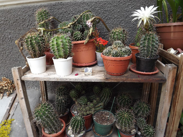 DSCF0217 - cactusi