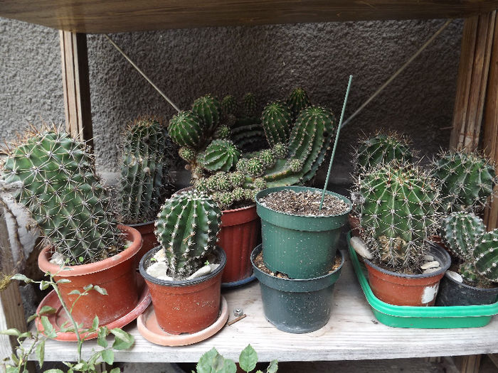 DSCF0219 - cactusi