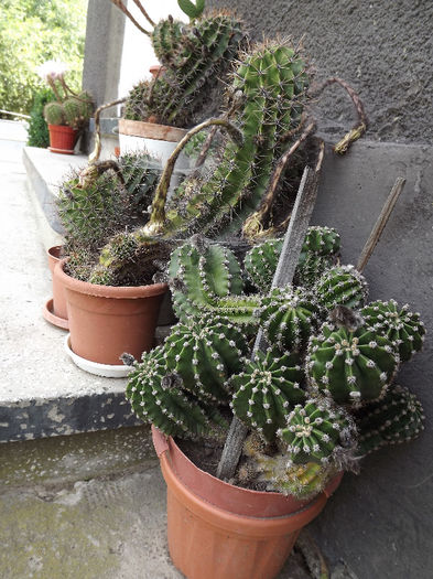 DSCF0220 - cactusi