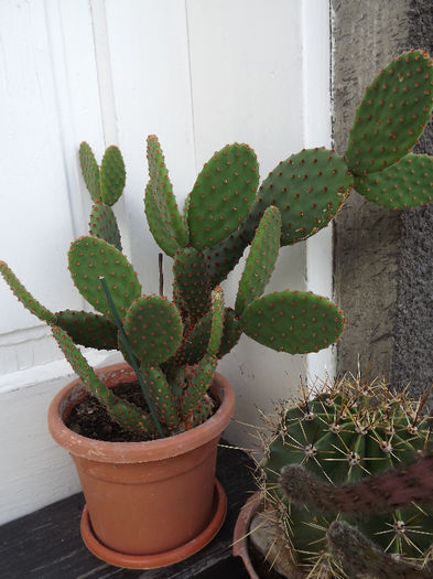 DSCF0221 - cactusi