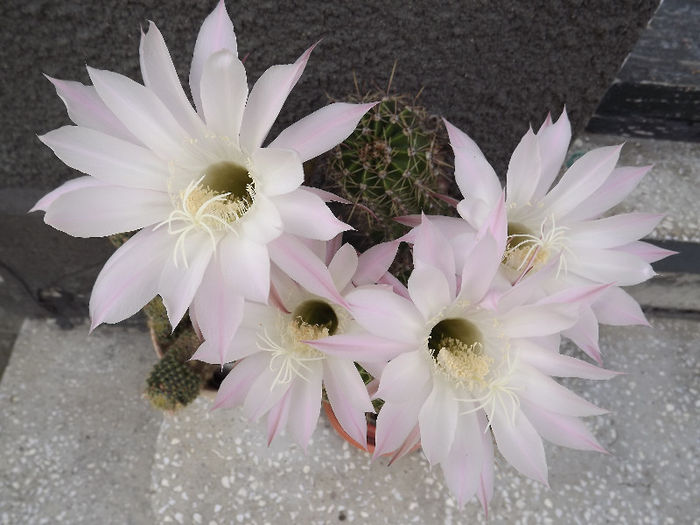 DSCF0223 - cactusi