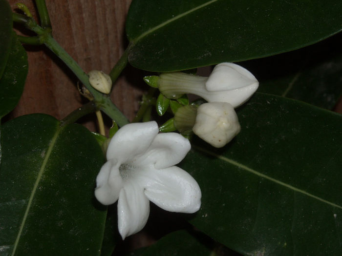 Stephanotis