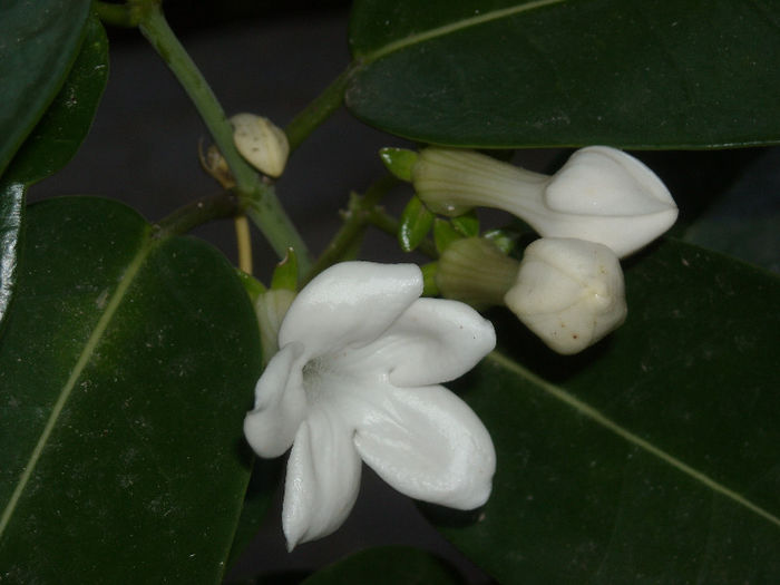 Stephanotis