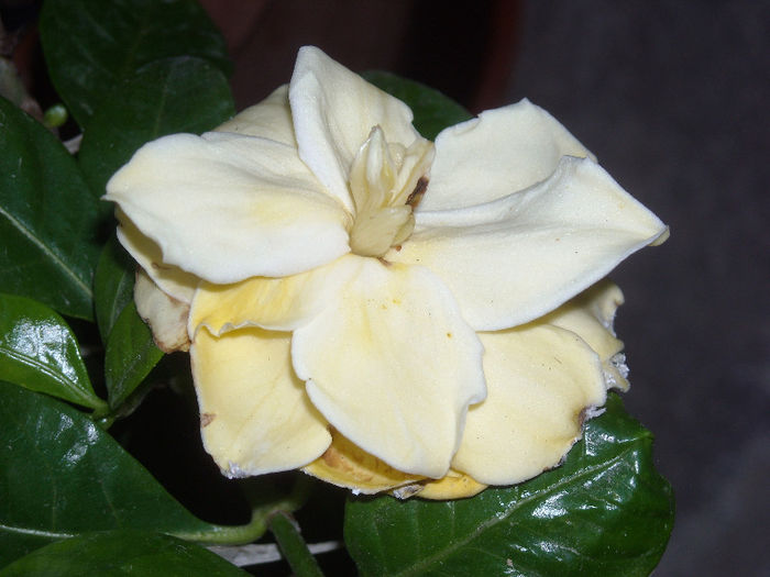 Gardenia