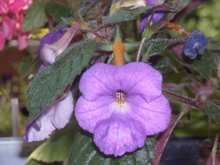 Achimenes