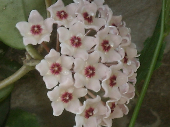 Hoya