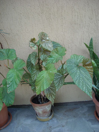 Begonia-plamanas