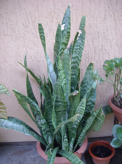 Sabiuta