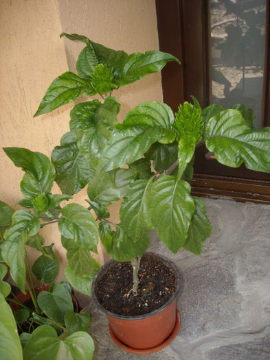 Jacobinia