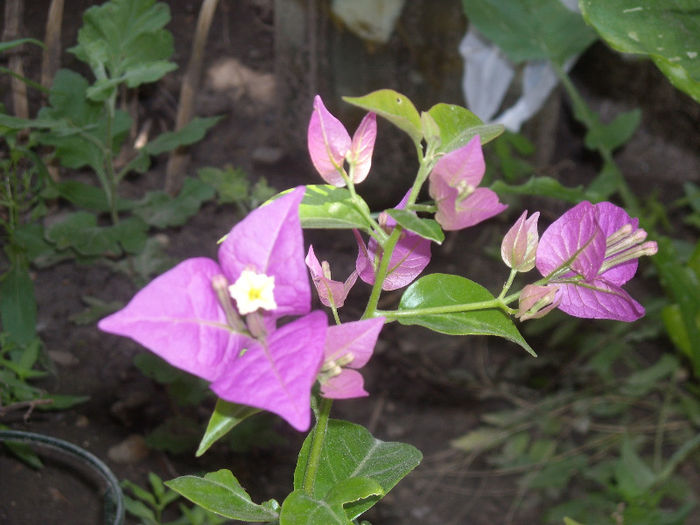 Bouganvilea lila
