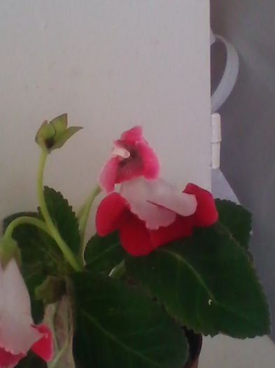mii de multumiri - gloxinia 2013