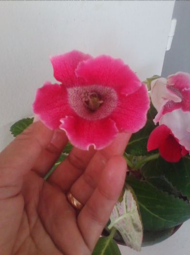 pentru aceasta gloxinie - gloxinia 2013