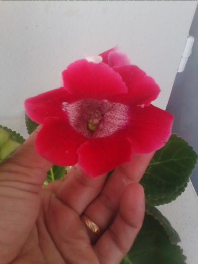 Picture 081 - gloxinia 2013
