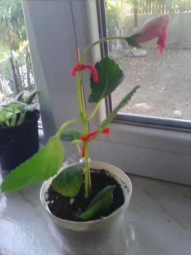 Picture 094 - gloxinia 2013