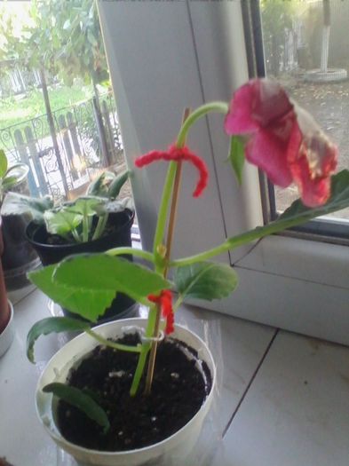 Picture 095 - gloxinia 2013