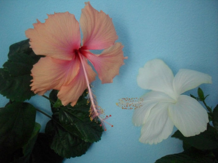 SDC10540 - HIBISCUS 2013