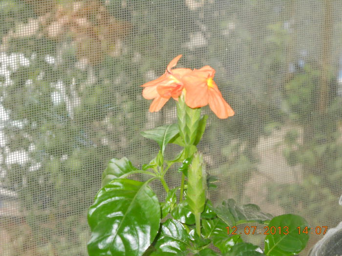 003