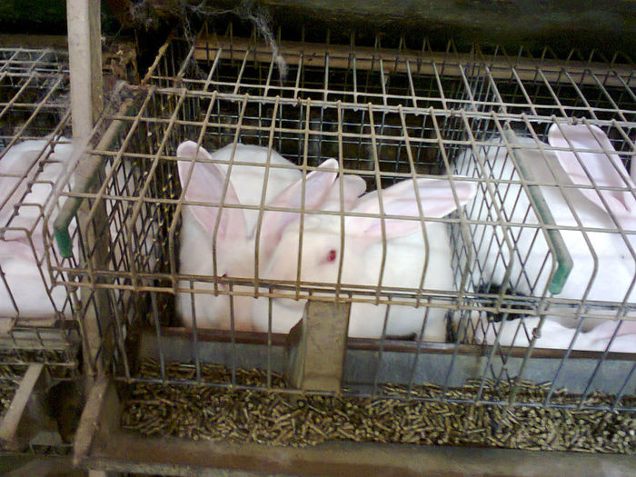 timp cat mai scurt; la 72 de zile sun gata de abator si au 3 kg
