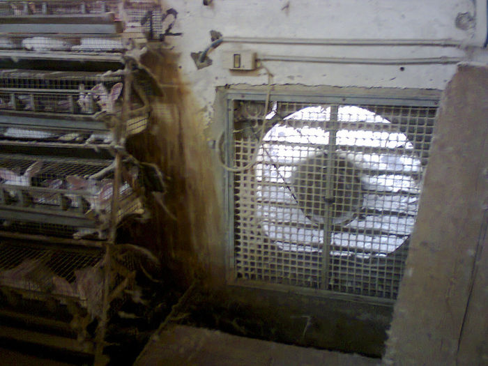 climatizarea,un factor important in crescatorie; ventilatie continua
