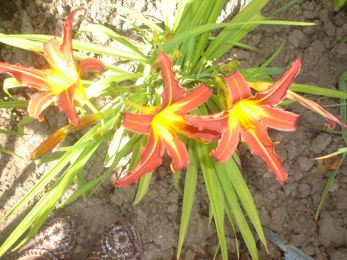 Sammy Russell - Hemerocallis  2013