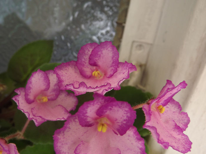 DSCF0208