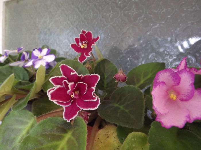 DSCF0323