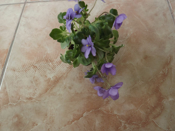 DSCF0437