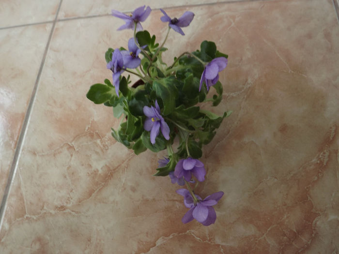DSCF0439