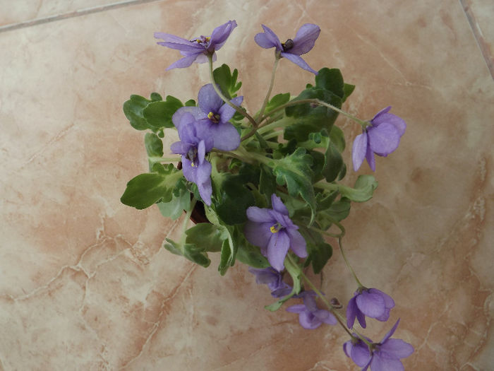 DSCF0440
