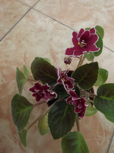 DSCF0458