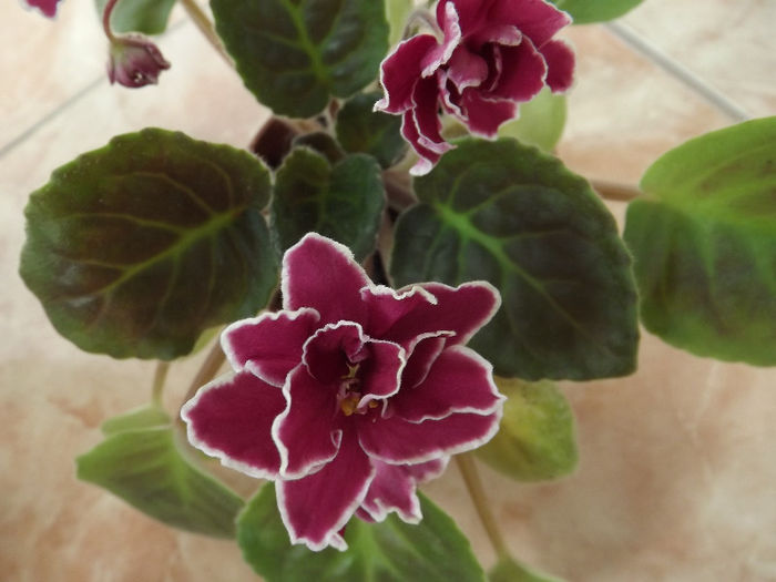 DSCF0460