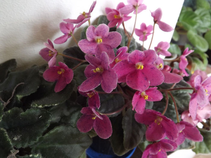 DSCF0497