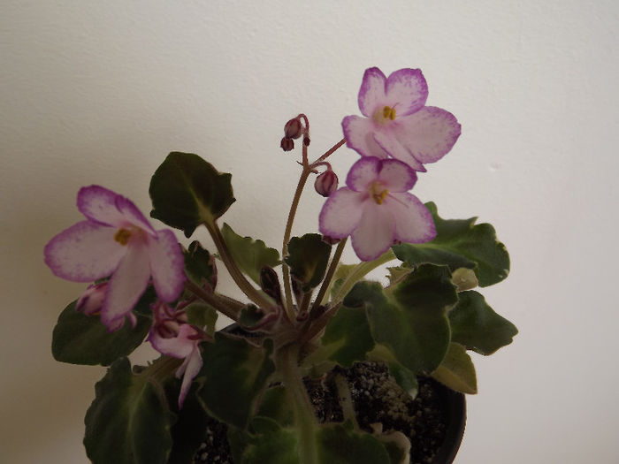 DSCF0590