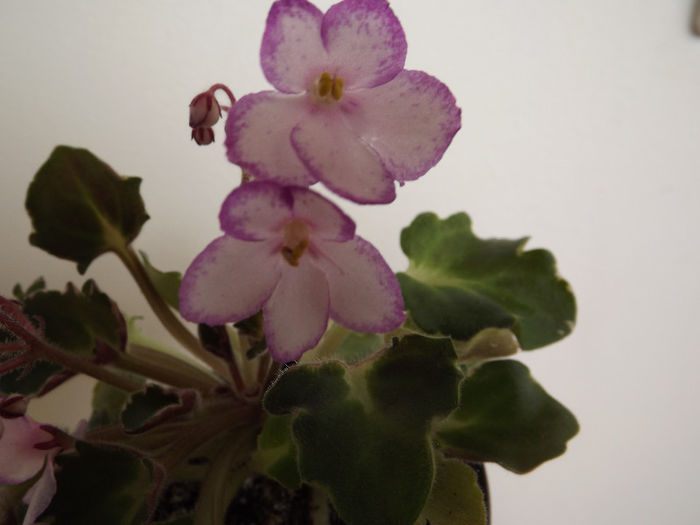 DSCF0591