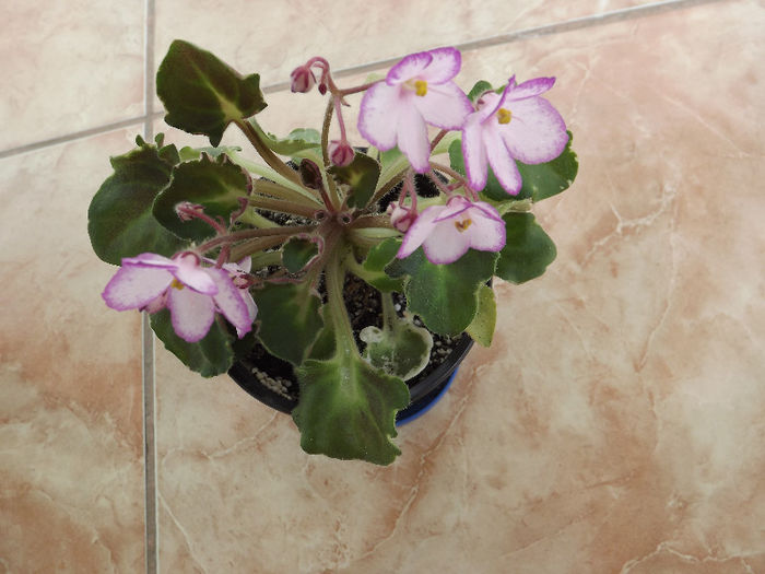 DSCF0594