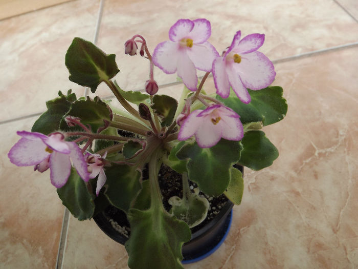 DSCF0596
