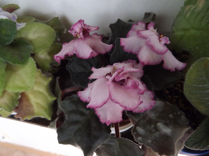 DSCF0597