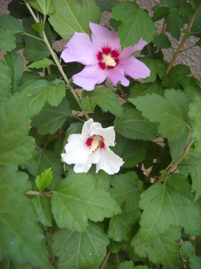 Syriacus de gradina 12.07.013