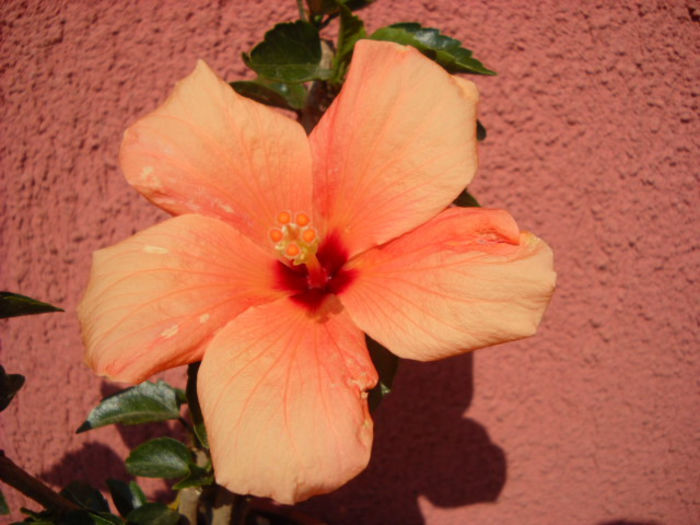 Cairo  Apricot 14 iulie