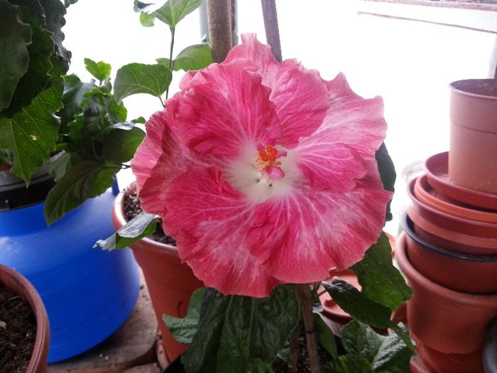 love story - plantele mele