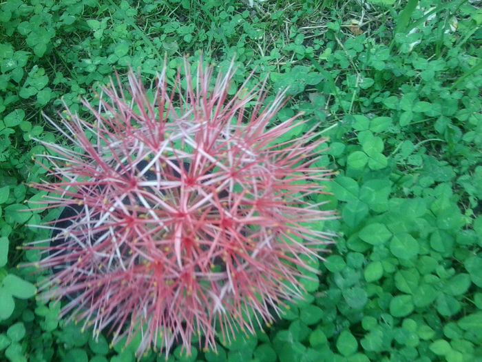 Fotografie4148 - flori de gradina 2013-2