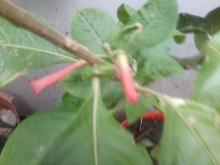 Fotografie4149 - flori de gradina 2013-2