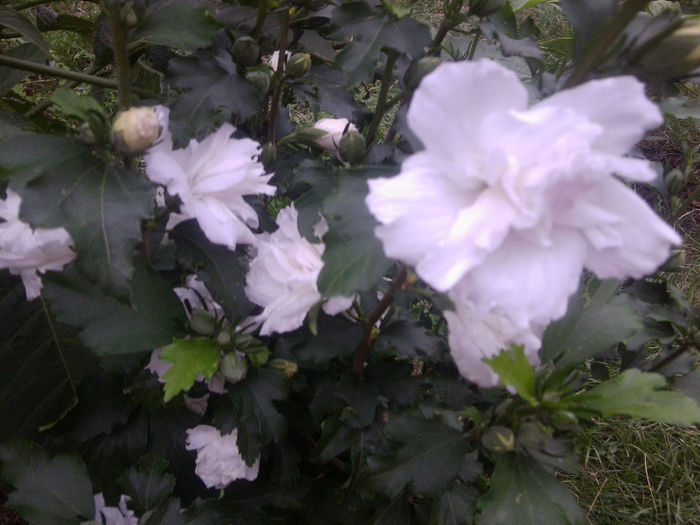 Fotografie4184 - flori de gradina 2013-2