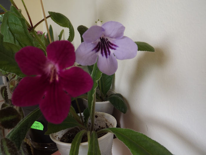 DSCF0343