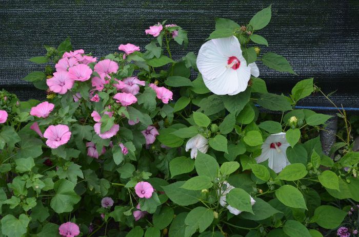 DSC_0843 - 1Hibiscus moschetos